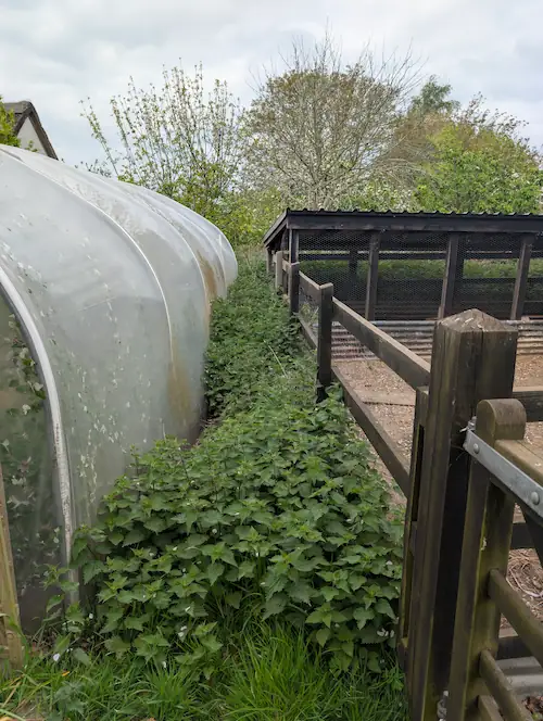 Overgrown vegetation behind gym